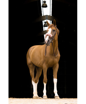 Equitheme - Fourreau de muserolle