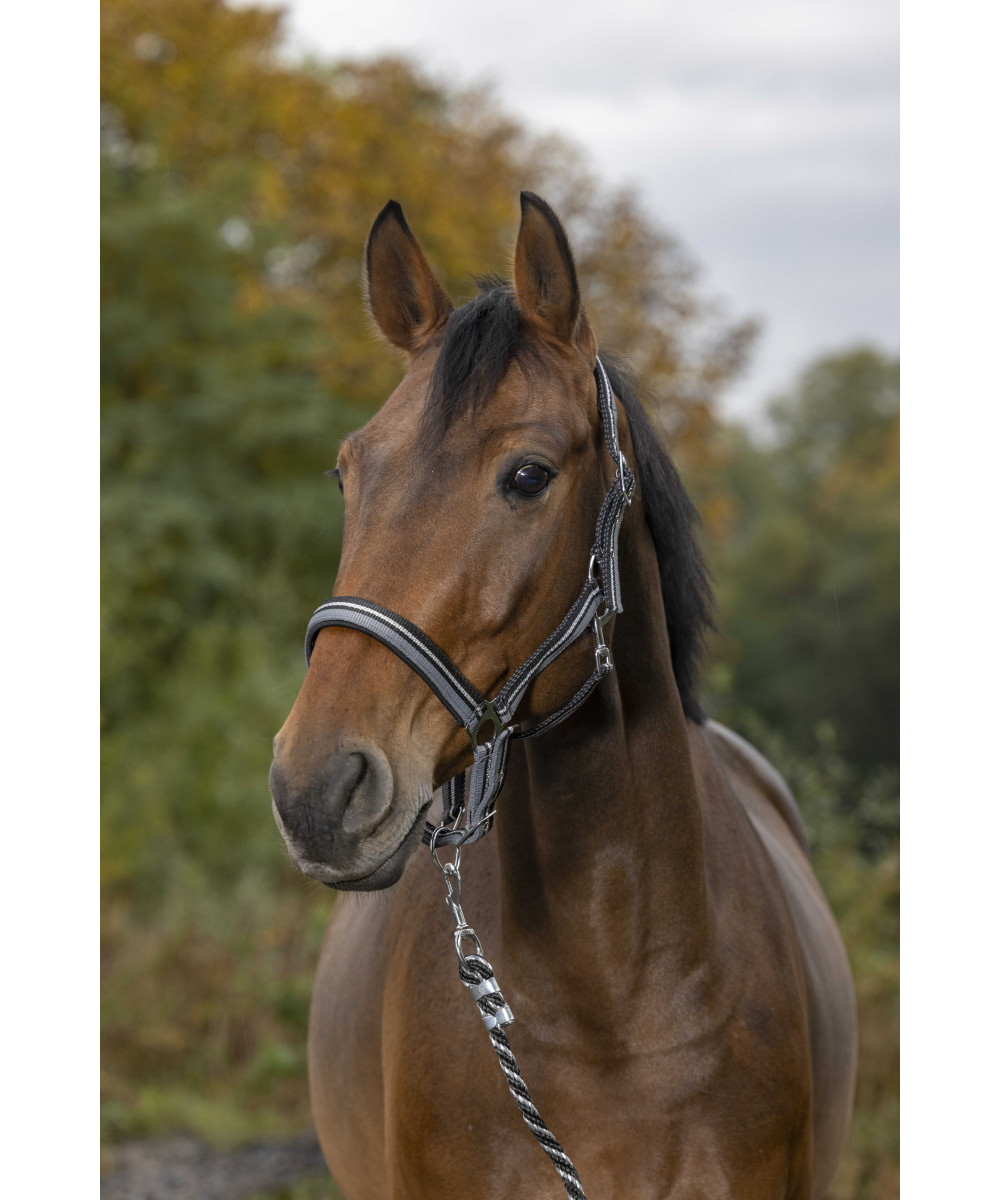 Norton - Licol + Longe Brillant