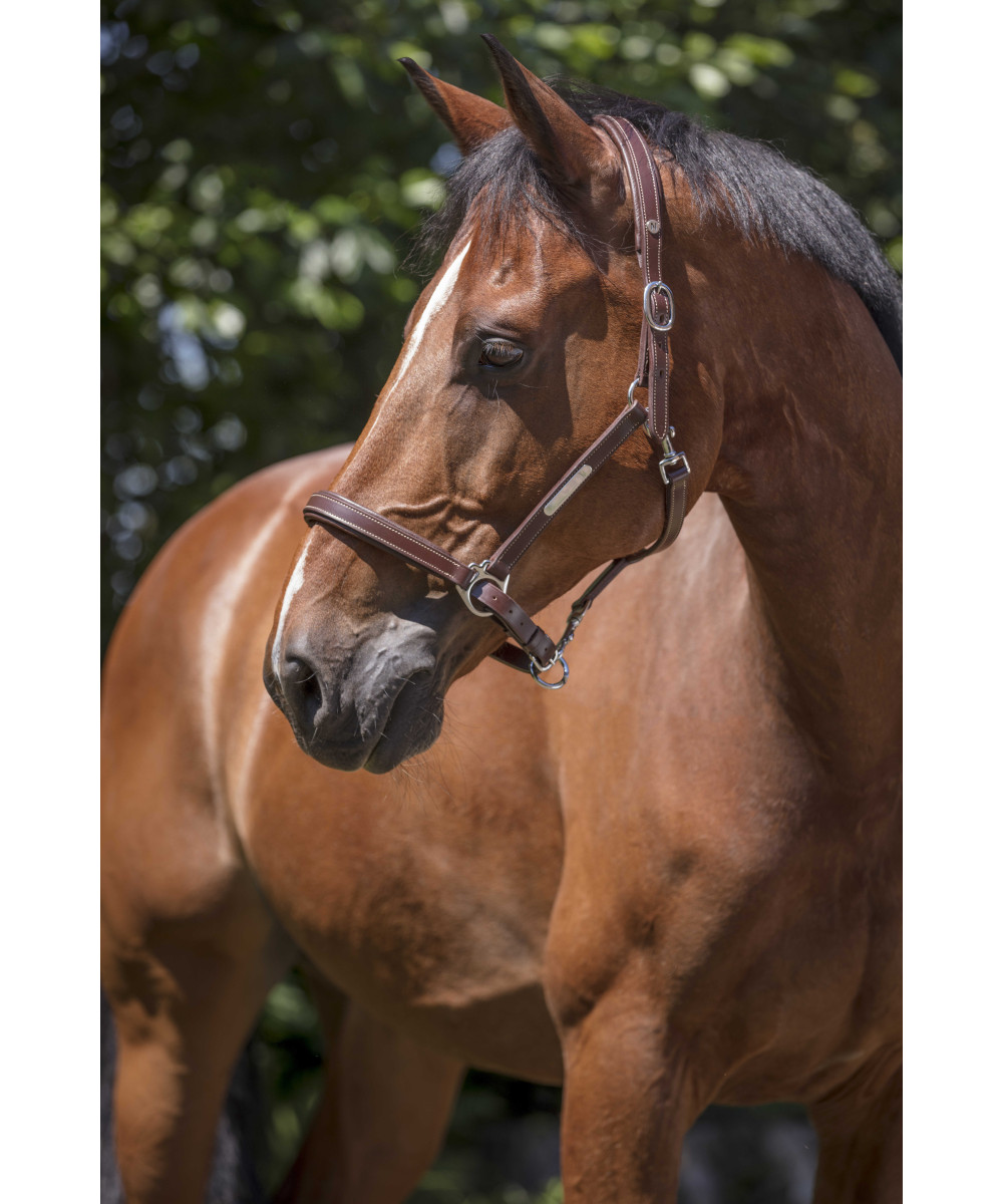 Norton - Licol cuir Grooming