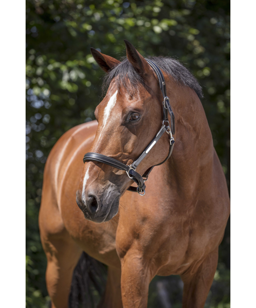 Norton - Licol cuir Grooming