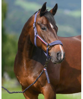 TOMMY EQUESTRIAN -  Ensemble licol et longe Yale